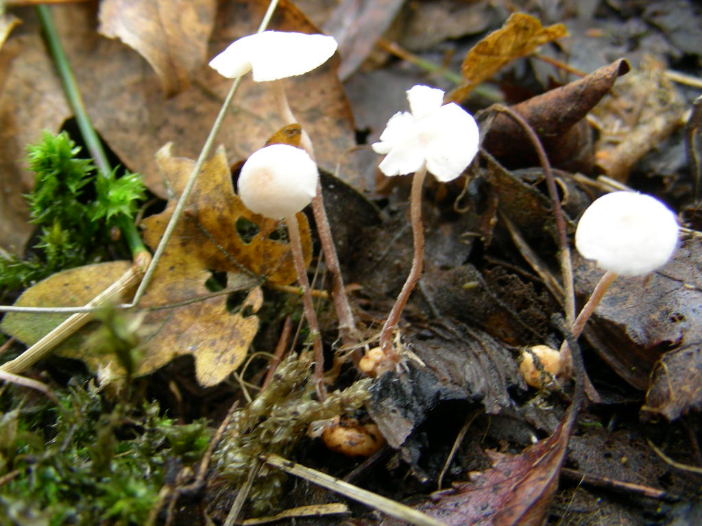 Collybia cookei. Scheda fotografica